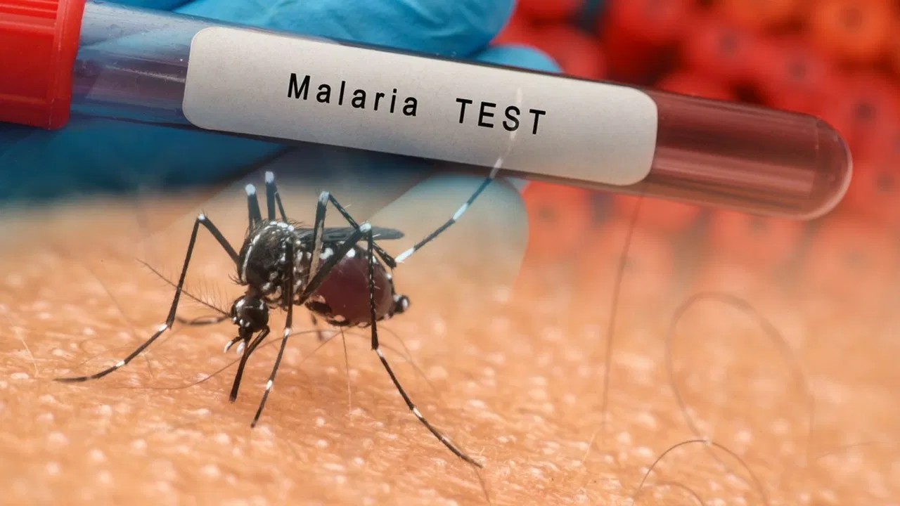 Malaria Symptoms with Negative Test: Why Signs Appear Like Malaria but Report Shows Negative?
