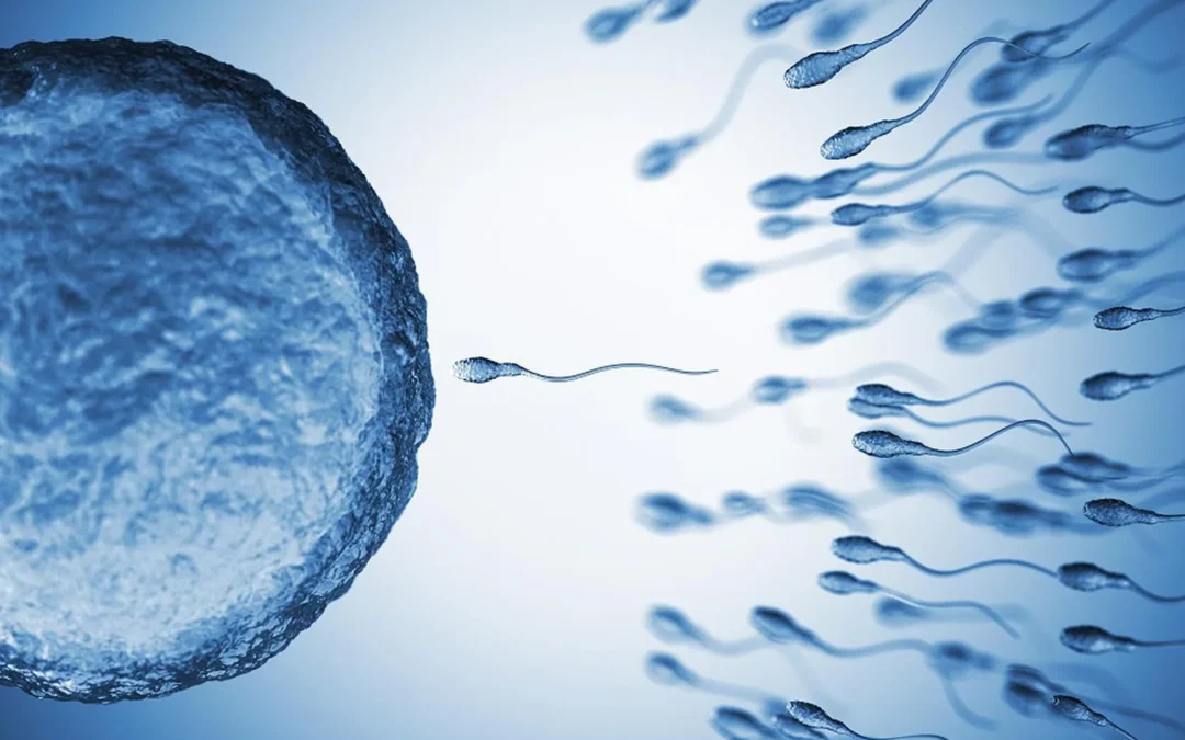 COVID-19 Alters Sperm, Raising Anxiety in Next Generation