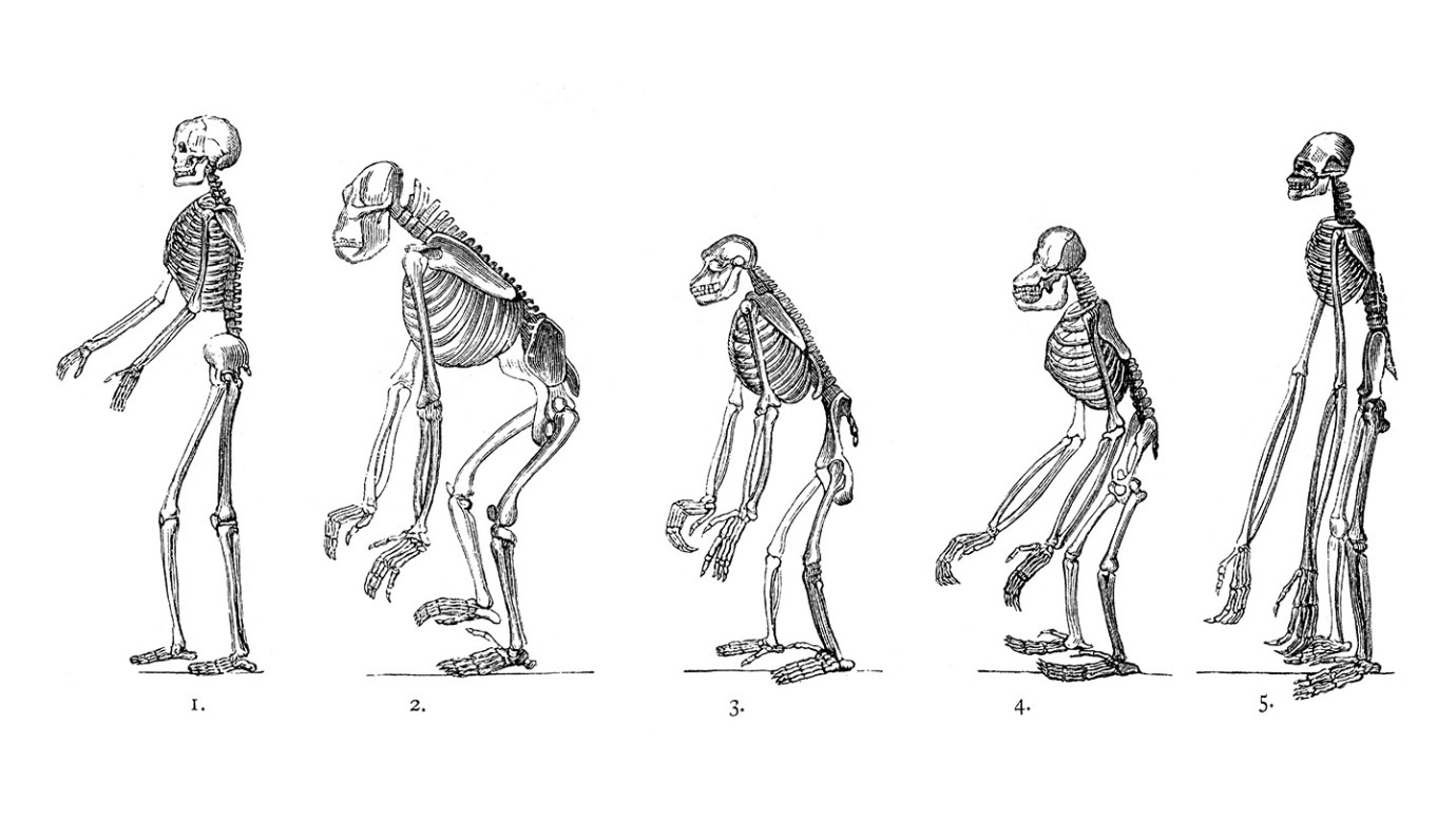 Two Tiny Genetic Tweaks Key to Early Human Upright Walk