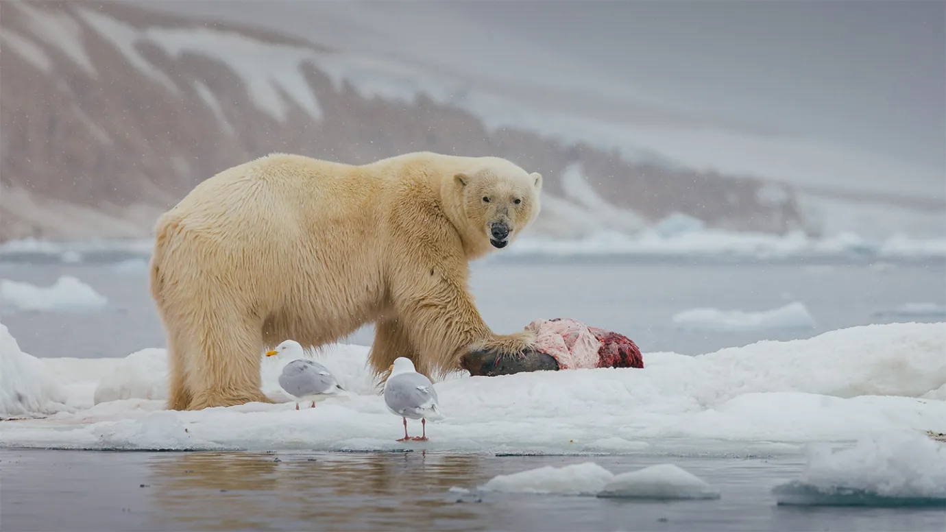 Polar Bears are a Massive Food Source for Other Arctic Animals