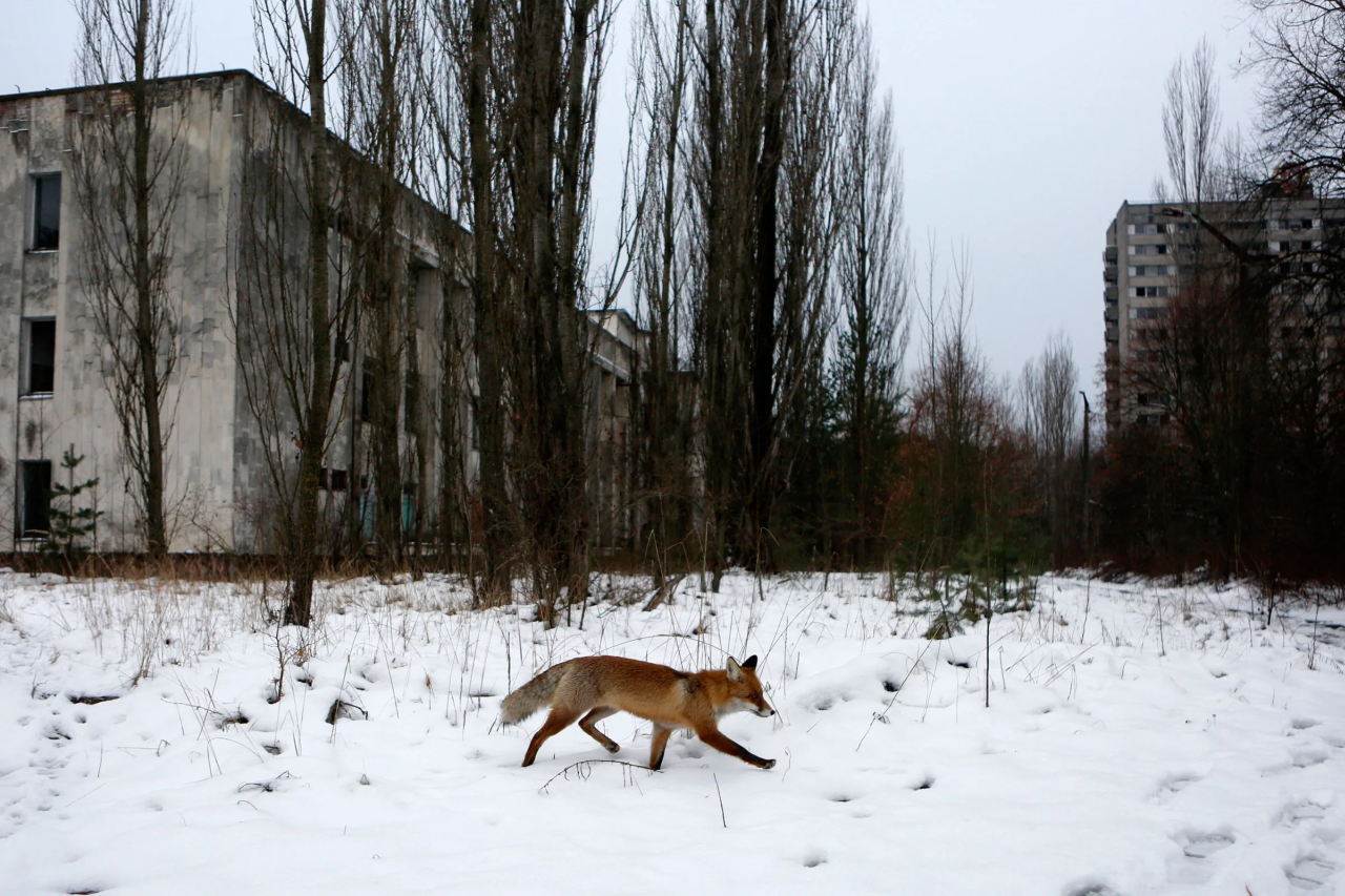 Forty years after Chernobyl’s nuclear disaster, wildlife is quietly taking back the land