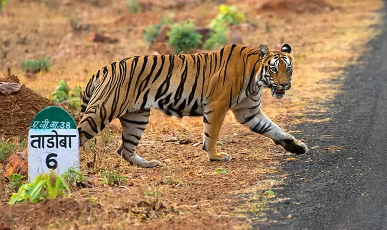 Missing Tigers Raise Alarm in Tadoba; Bengaluru Photographer Questioned Over Suspected Links to Poaching Networks