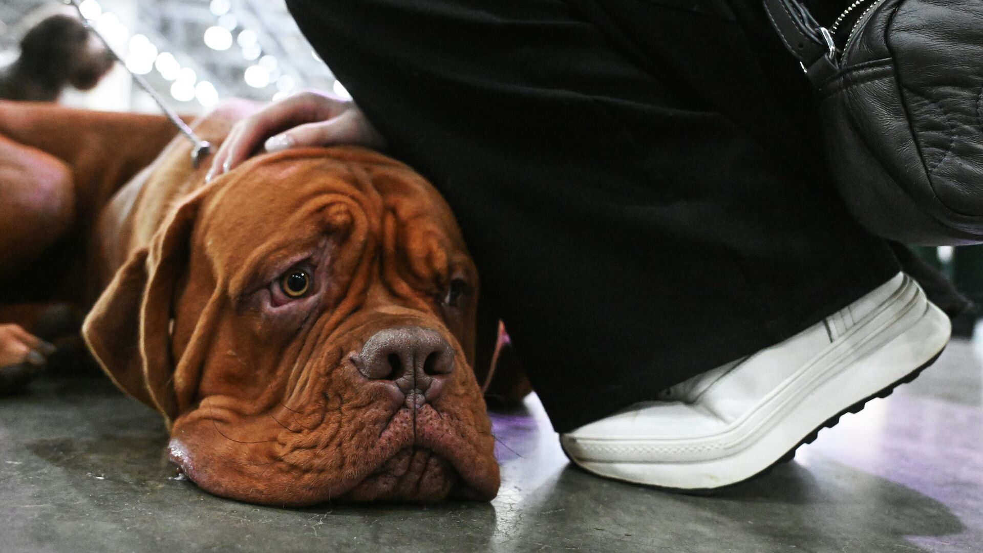 Scientists Say Curarе-Like Drugs Turn Animal Euthanasia Into Pure Agony And Must Be Banned