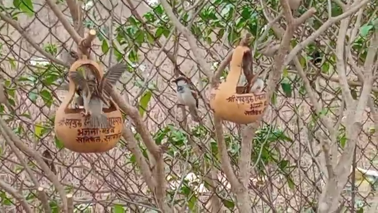 Maharashtra’s ‘Khamgaon Pattern’ Wins Hearts! A Unique Bird Conservation Initiative